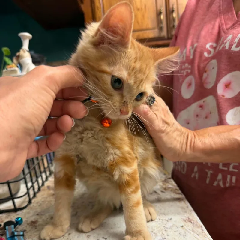A baby medium-sized female Tabby (Orange / Red) Domestic Short Hair cat named Pricilla Ann for adoption in Oklahoma City, OK
