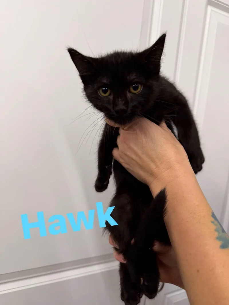 A baby medium-sized male Domestic Short Hair cat named Hawk for adoption in Cowlesville, NY