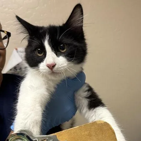A baby small-sized female Black Domestic Medium Hair cat named Flute for adoption in Tempe, AZ