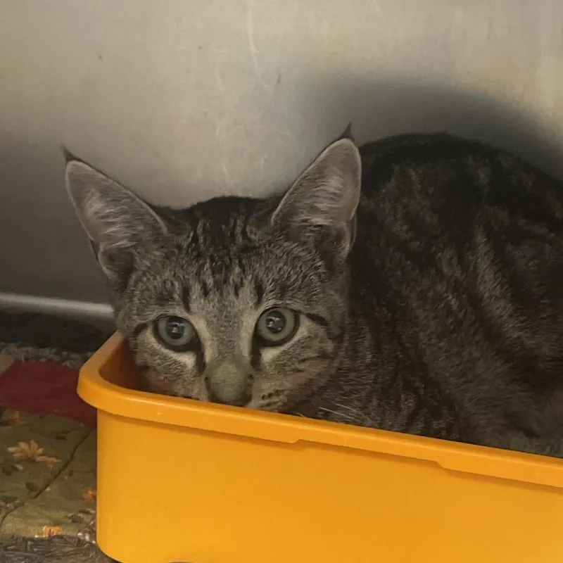 A baby small-sized male Brown / Chocolate Domestic Short Hair cat named Sloth for adoption in Canton, IL