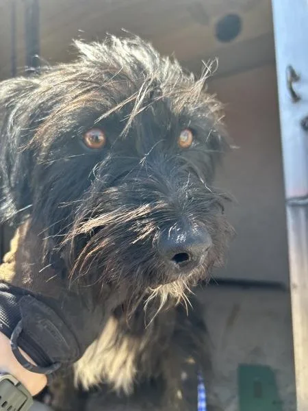 A young small-sized female Scottish Terrier dog named Riley for adoption in Victorville, CA