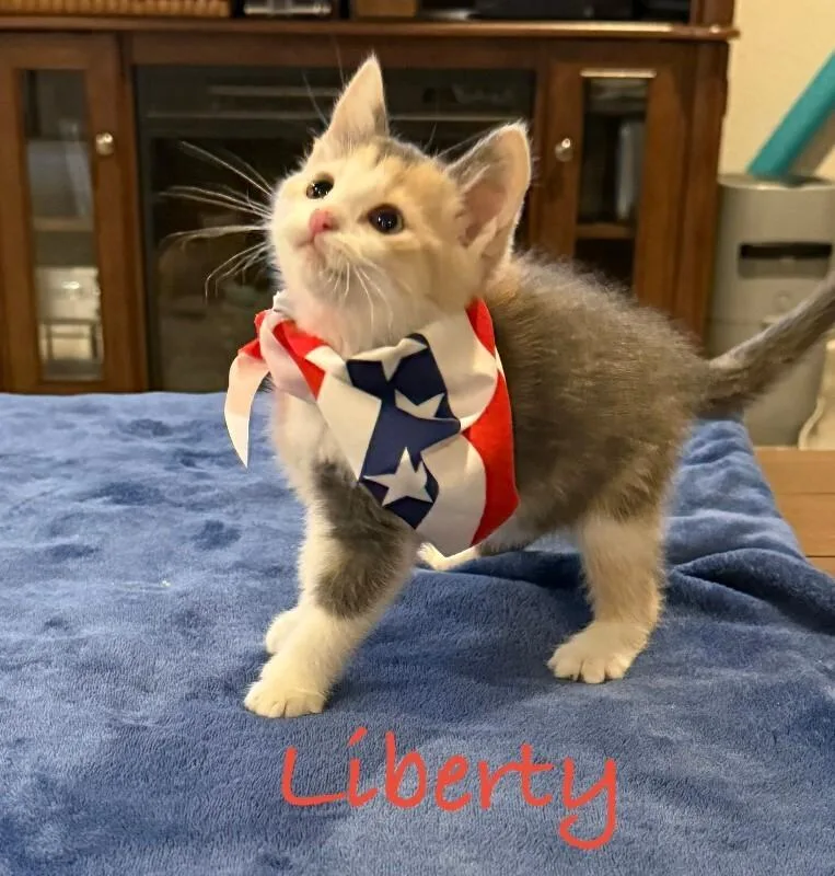 Liberty Blue thumbnail 2