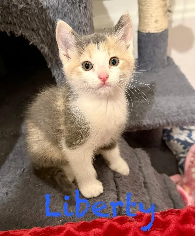 Liberty Blue thumbnail 4