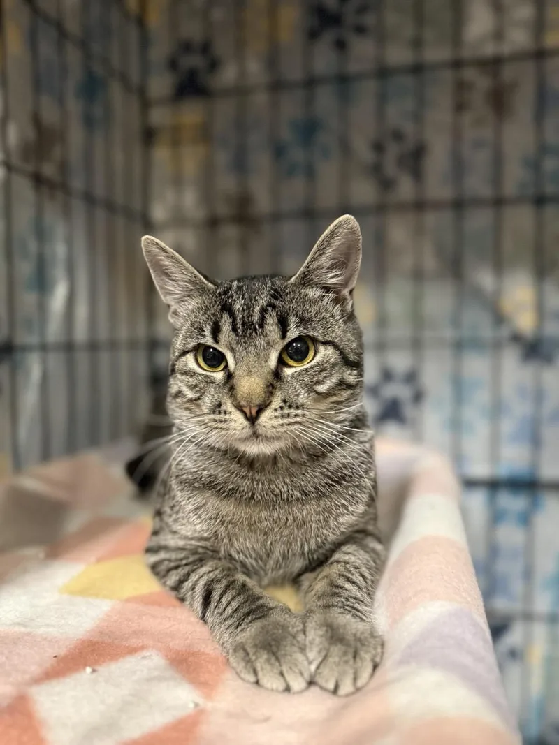 A baby medium-sized male Gray / Blue / Silver Domestic Short Hair cat named Rugsy for adoption in Las Vegas, NV