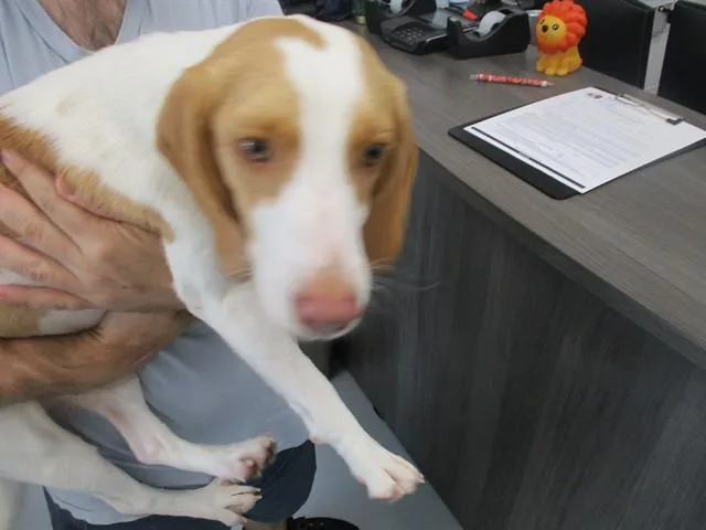 A young medium-sized female Beagle dog named Rayne for adoption in Ocala, FL