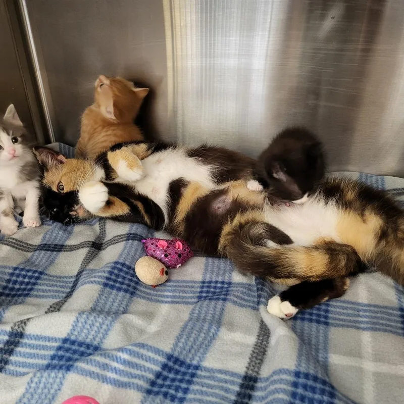 An adult medium-sized female Black Domestic Medium Hair cat named Lovey for adoption in Lake Panasoffkee, FL