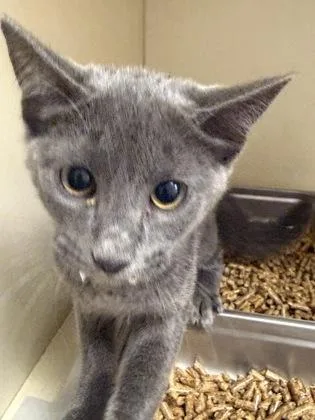 A baby medium-sized female Domestic Short Hair cat named Chewbon for adoption in Chamblee, GA
