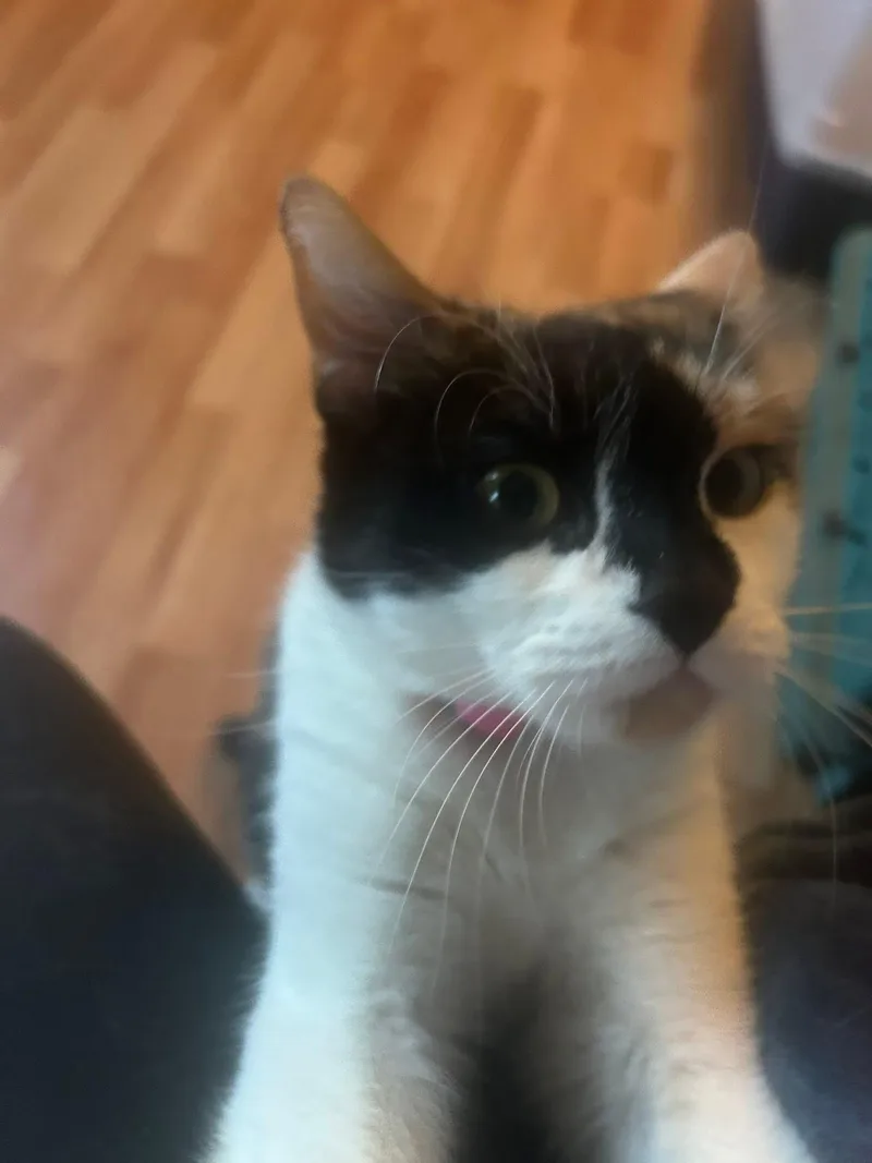 Galetta & Azul Bonded thumbnail 2