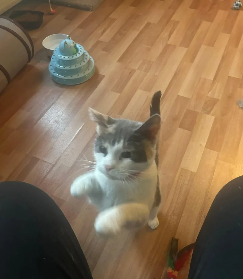 Galetta & Azul Bonded thumbnail 3