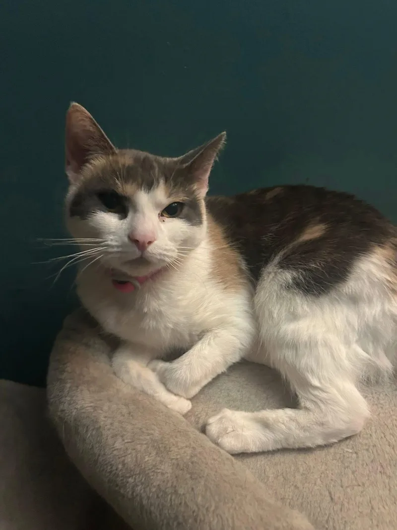 Galetta & Azul Bonded thumbnail 4