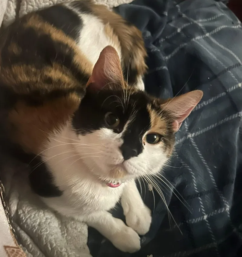 Galetta & Azul Bonded thumbnail 5