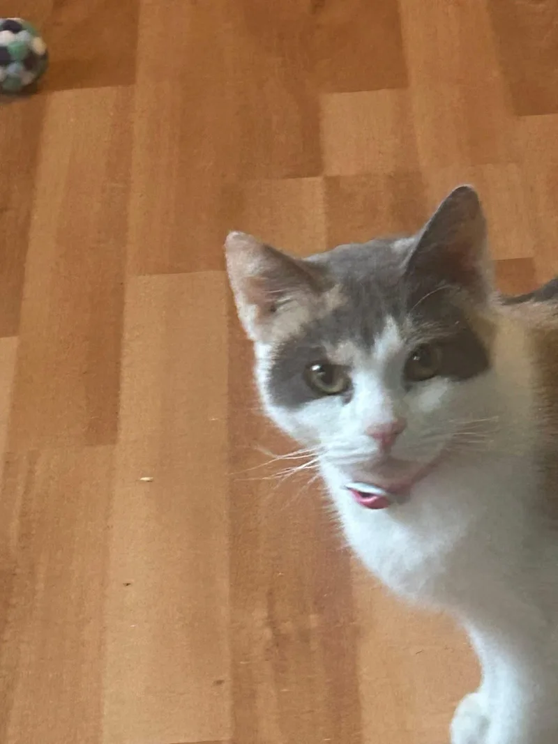 Galetta & Azul Bonded thumbnail 6