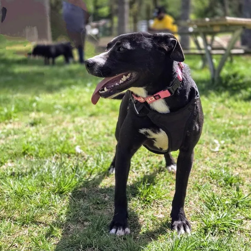 An adult medium-sized female Black American Staffordshire Terrier dog named Inky for adoption in Shelby, NC