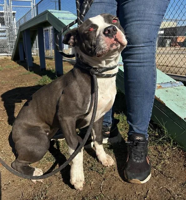 A young medium-sized female Pit Bull Terrier dog named Rory for adoption in Bakersfield, CA