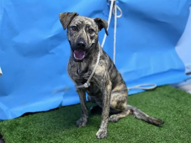 A young small-sized female Labrador Retriever dog named Clover for adoption in Gardena, CA