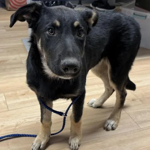 A young small-sized male Black German Shepherd Dog dog named 26-409 for adoption in Los Banos, CA