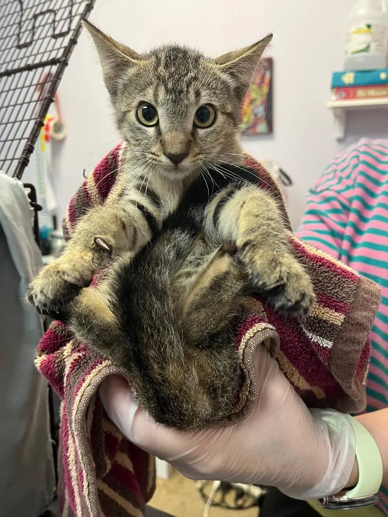 A baby small-sized female Domestic Short Hair cat named Ferrari for adoption in New Braunfels, TX