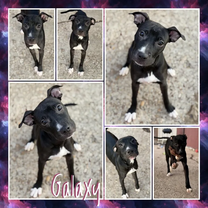 A young medium-sized female Terrier dog named Galaxy for adoption in Fort Smith, AR