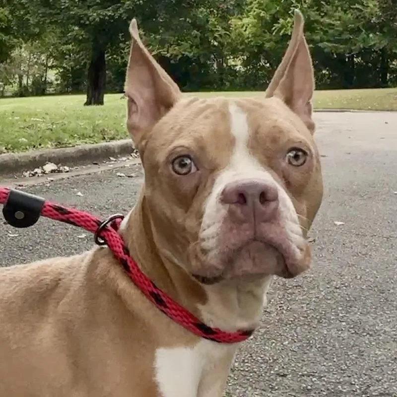 An adult small-sized female Yellow / Tan / Blond / Fawn English Bulldog dog named Shalissa for adoption in Birmingham, AL