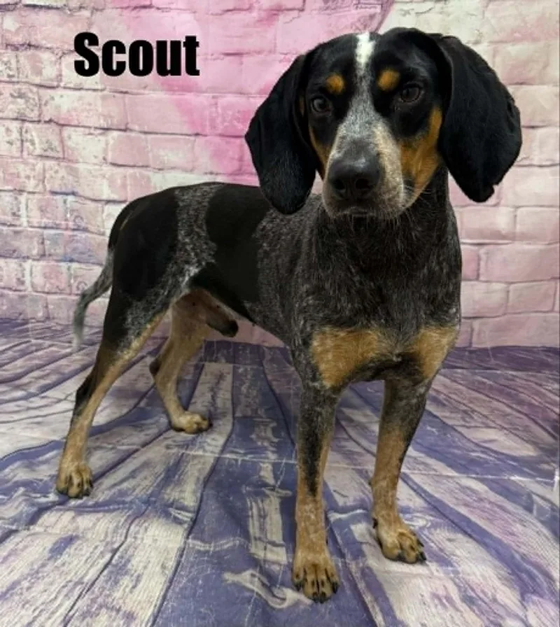 A young medium-sized male Merle (Blue) Bluetick Coonhound dog named Scout for adoption in Quincy, MI