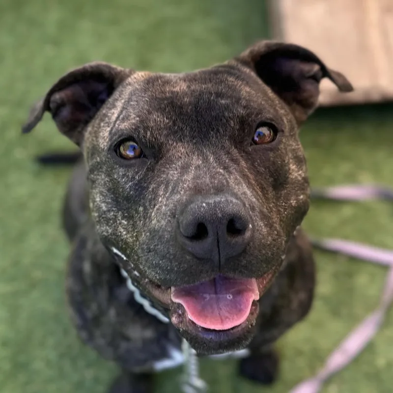 An adult medium-sized female Brindle Pit Bull Terrier dog named Maple  Ecas for adoption in Pleasanton, CA