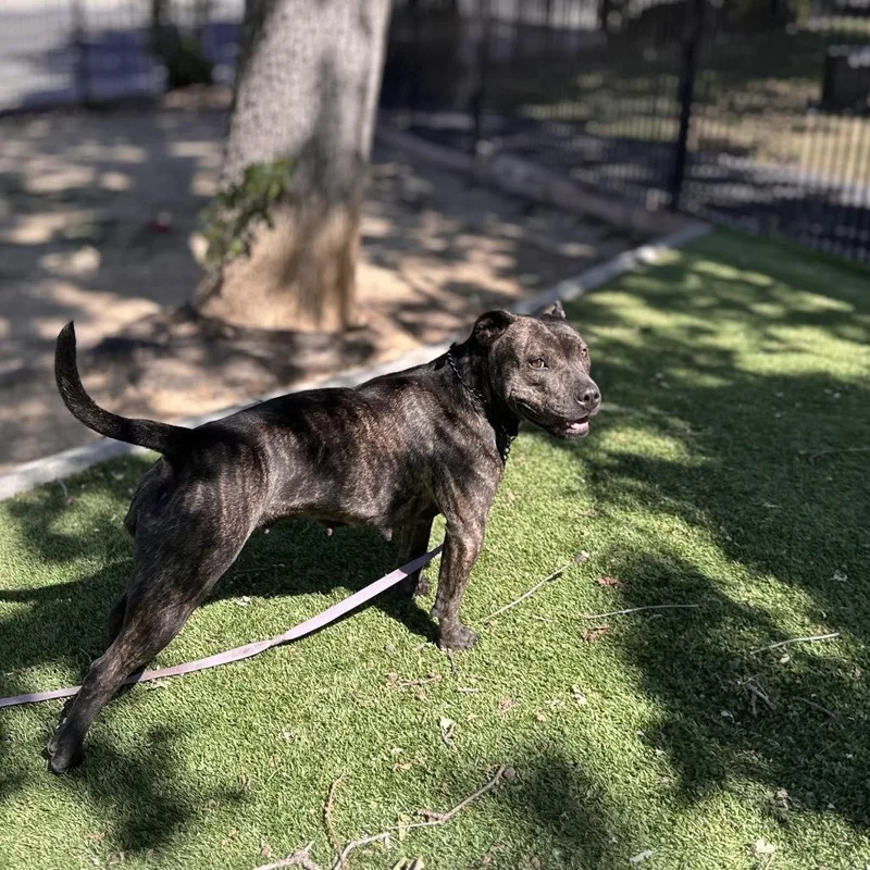 Maple  Ecas thumbnail 2