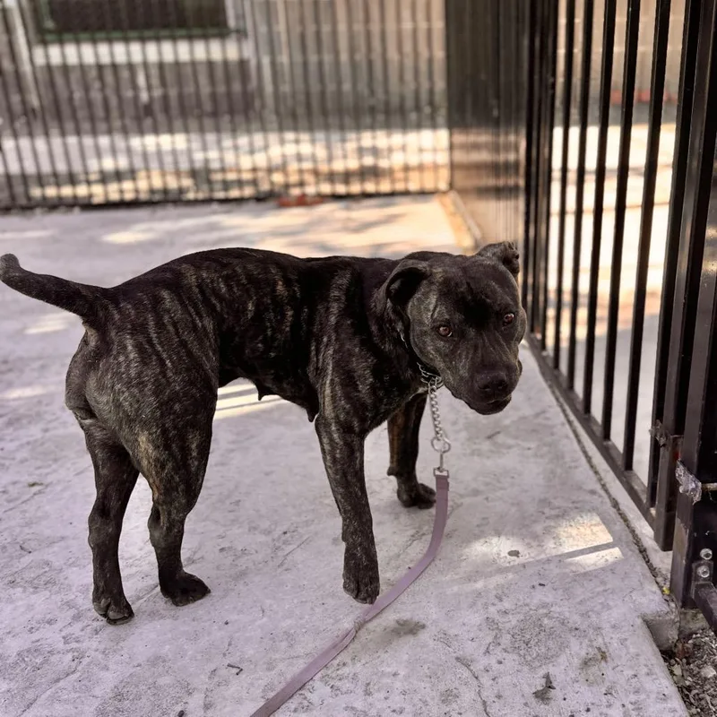 Maple  Ecas thumbnail 3