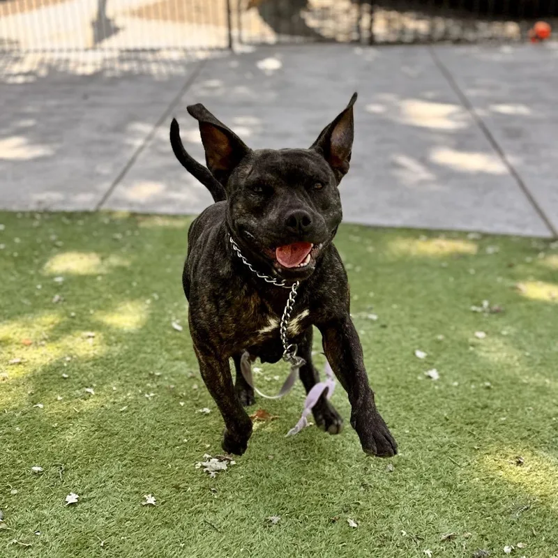 Maple  Ecas thumbnail 4