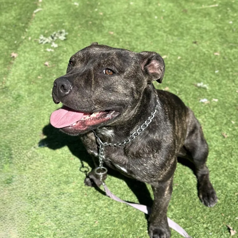 Maple  Ecas thumbnail 6