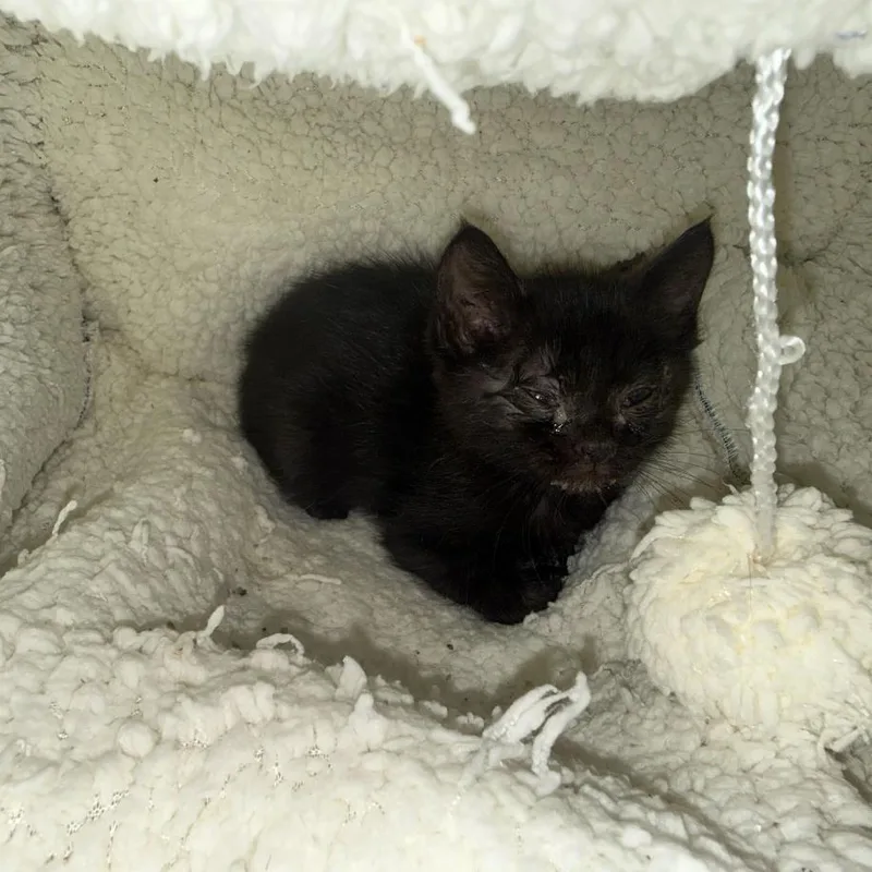 A baby small-sized male Black Domestic Medium Hair cat named Onyx for adoption in Grand Junction, CO