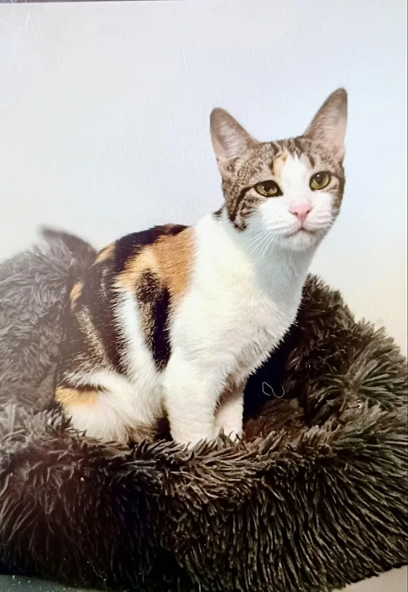 A young medium-sized female Domestic Short Hair cat named Angelina & Bradley Felv+bonded for adoption in Greenville, DE