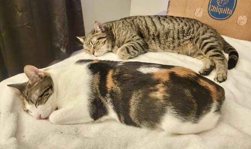 Angelina & Bradley Felv+bonded thumbnail 2