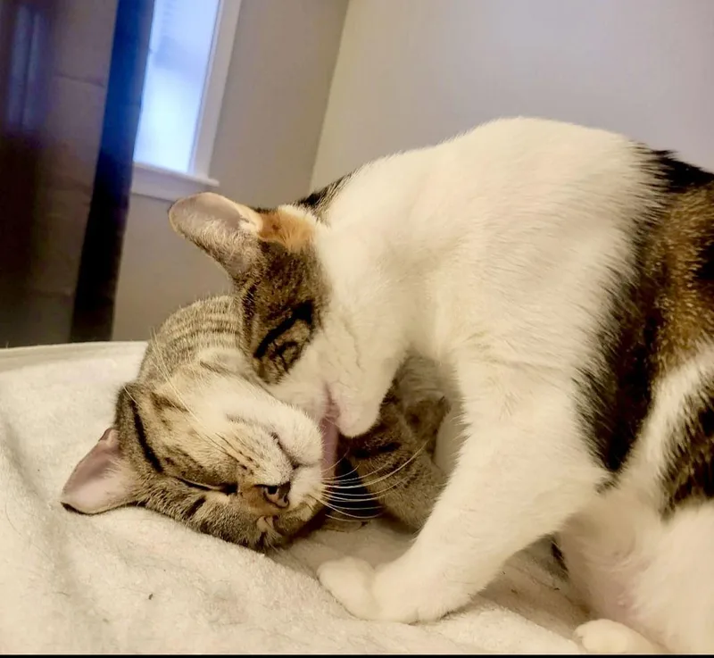 Angelina & Bradley Felv+bonded thumbnail 3