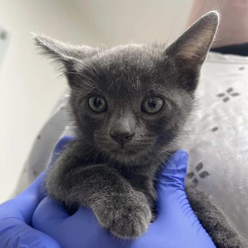 A baby small-sized female Gray / Blue / Silver Domestic Short Hair cat named Mj for adoption in Long Beach, CA