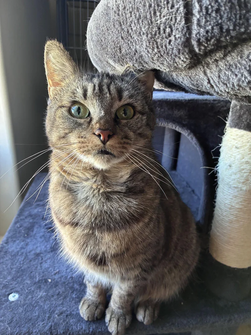 An adult medium-sized female Domestic Short Hair cat named Bobbi for adoption in Allentown, PA
