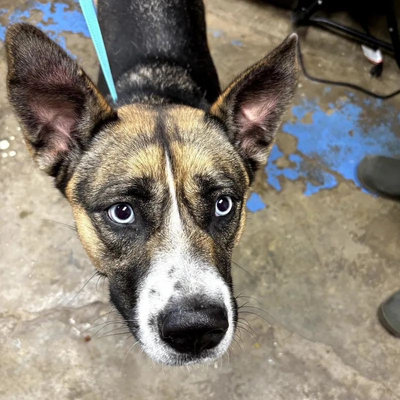 An adult large-sized female Black German Shepherd Dog dog named Athena for adoption in Cleveland, MS