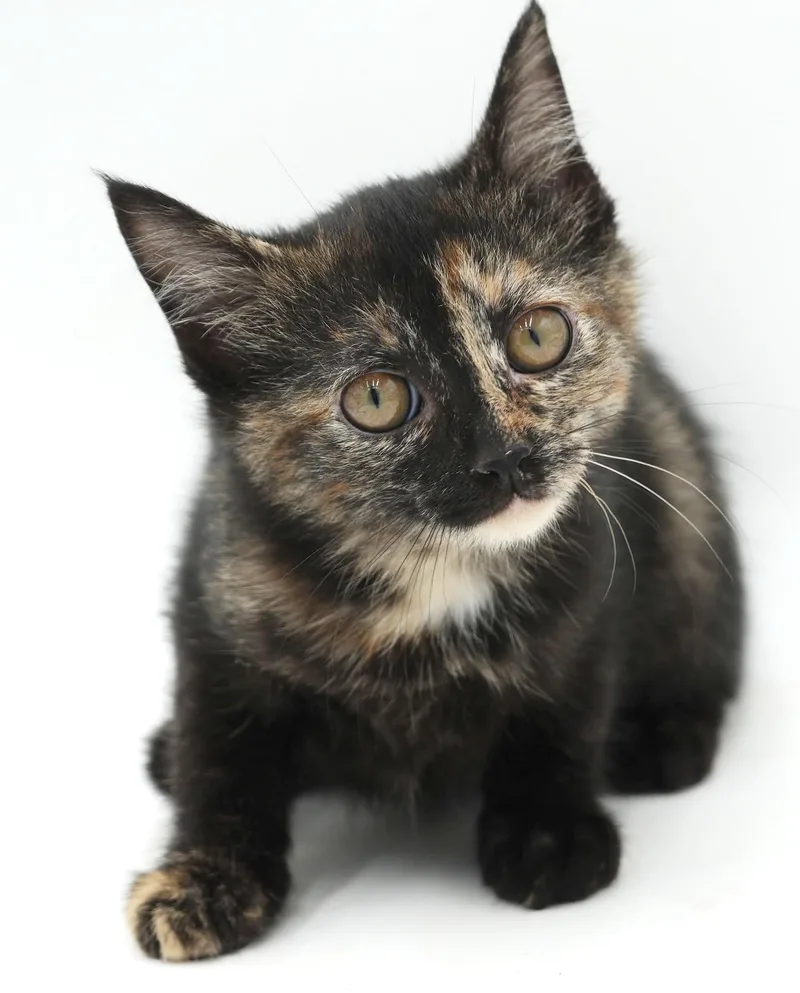 A baby small-sized female Tortoiseshell cat named Polynesia is petite and for adoption in Bedford Hills, NY