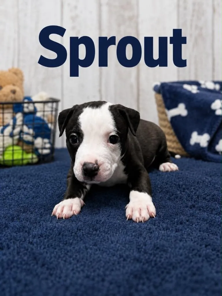 Sprout thumbnail 3