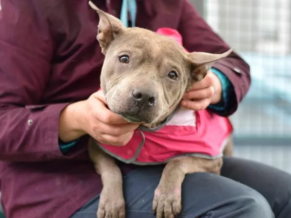 A senior medium-sized female Mixed Breed dog named Hazel for adoption in Ridgewood, NY