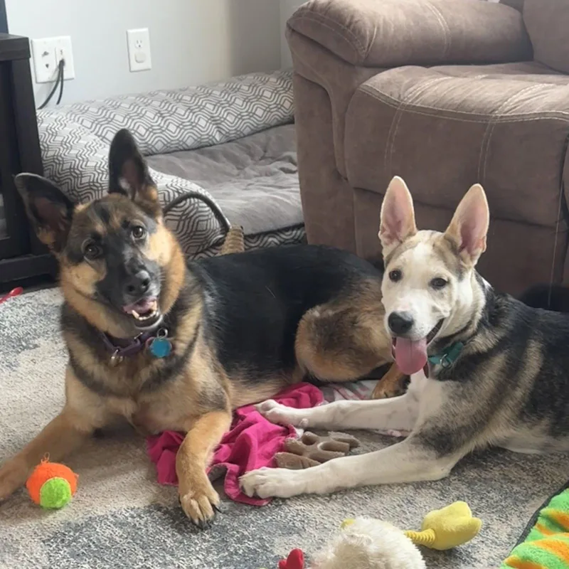A young large-sized male Husky dog named Kojak for adoption in Fargo, ND