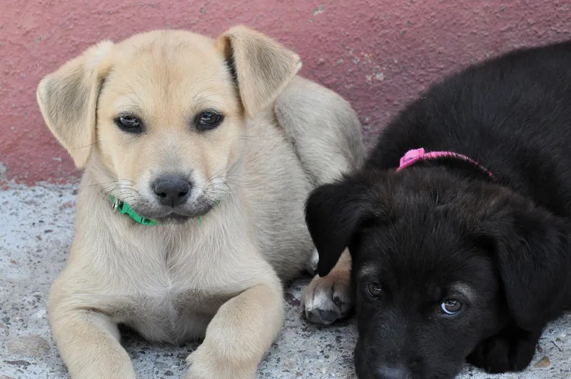 A baby medium-sized female Apricot / Beige Labrador Retriever dog named Blondie for adoption in Austin, TX