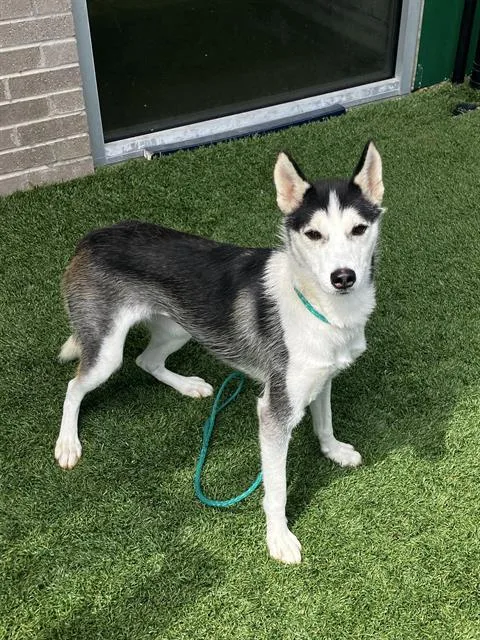 A young large-sized female Husky dog named Frankie for adoption in Dallas, TX
