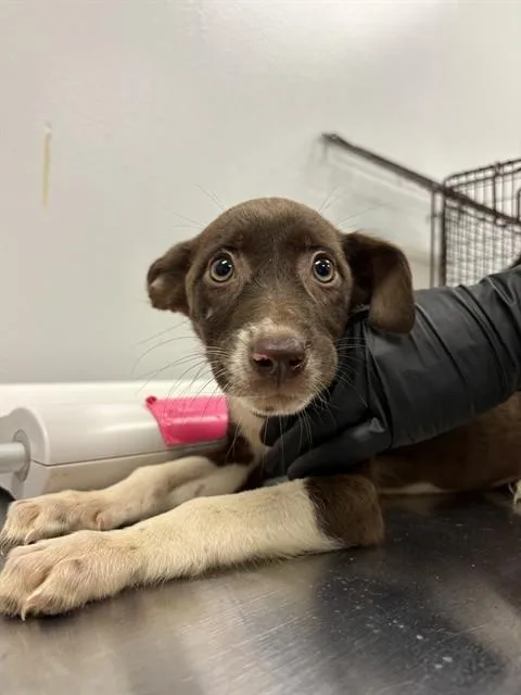 A baby small-sized female German Shepherd Dog dog named Chocolatte for adoption in Corpus Christi, TX