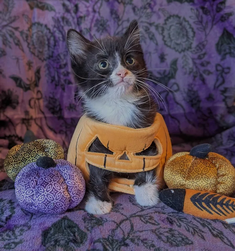 A baby small-sized female Domestic Short Hair cat named Kels for adoption in Seven Valleys, PA