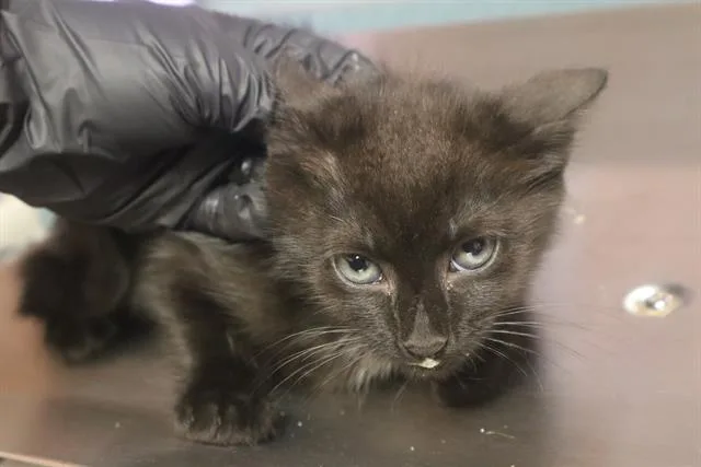 A baby small-sized male Domestic Short Hair cat named Alder for adoption in Columbia, SC