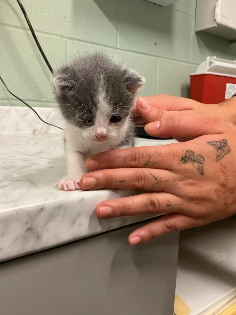A baby medium-sized male Abyssinian cat named Bolt for adoption in Dyersburg, TN