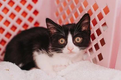 A young small-sized female Domestic Short Hair cat named A Cinnamon Rollpetsmart  for adoption in North Charleston, SC