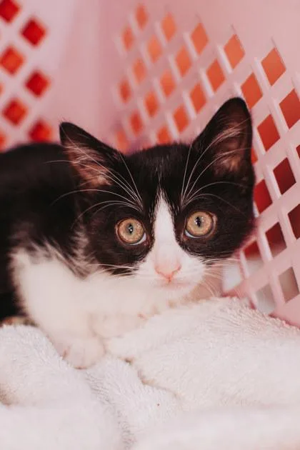 A Cinnamon Rollpetsmart  thumbnail 2