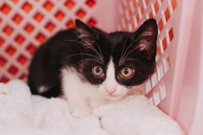 A Cinnamon Rollpetsmart  thumbnail 3