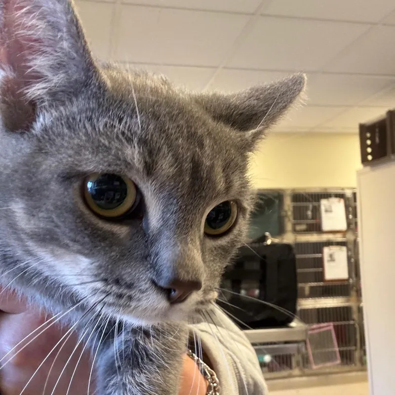 A young medium-sized female Gray / Blue / Silver Domestic Short Hair cat named Leah for adoption in Chicago, IL
